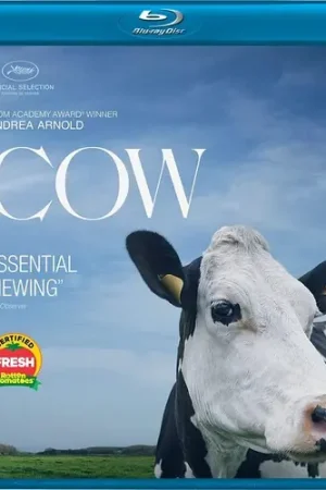 Cow Bd / (Sub) No Minimum Order