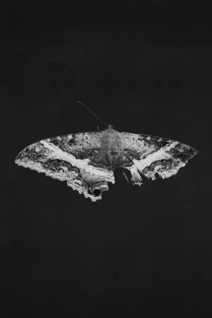 To Pimp A Butterfly (10 Year Anniversary Edition) - Alternate Artwork [180G 2 Lp] [Vinyl] Genuine