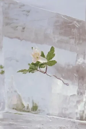 Fan Favorite WINDFLOWERS (CLEAR VINYL) [Vinyl]